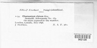 Chaetomium elatum image